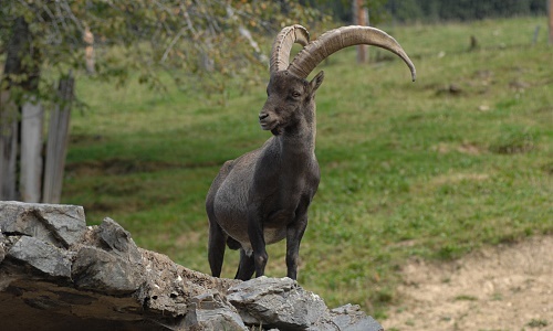 Steinwild