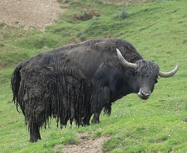 Yak Deutsch Yak Deutsch
