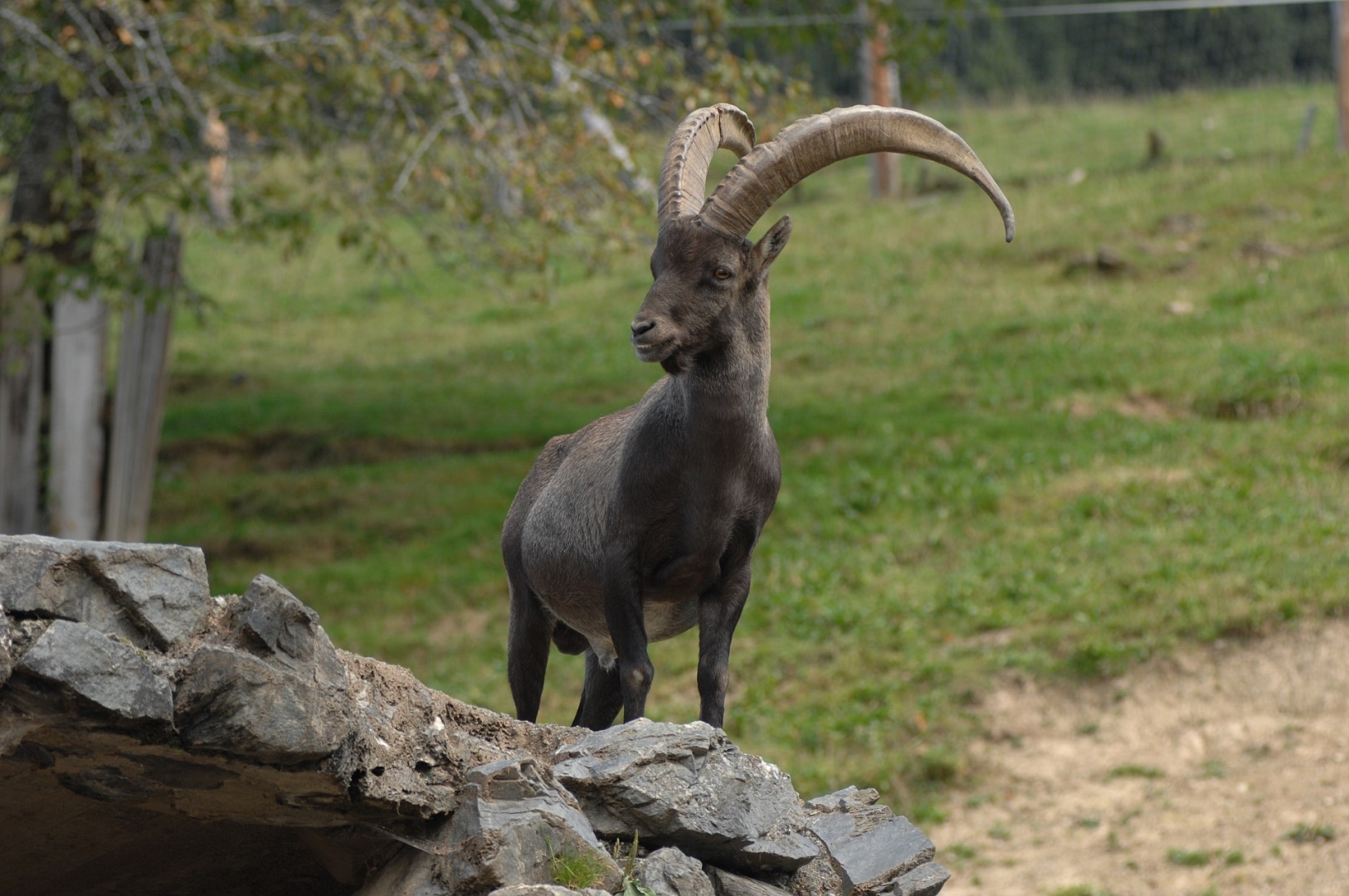 Wie flirtet steinbock mann