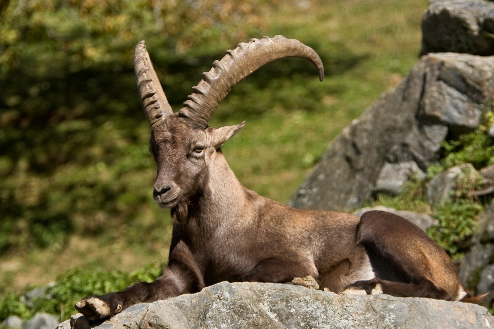 Bildergebnis für steinwild