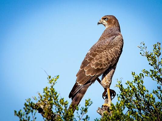 bird-of-prey-1544985_1920