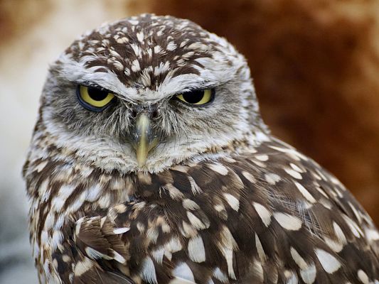 bird-of-prey-1544985_1920