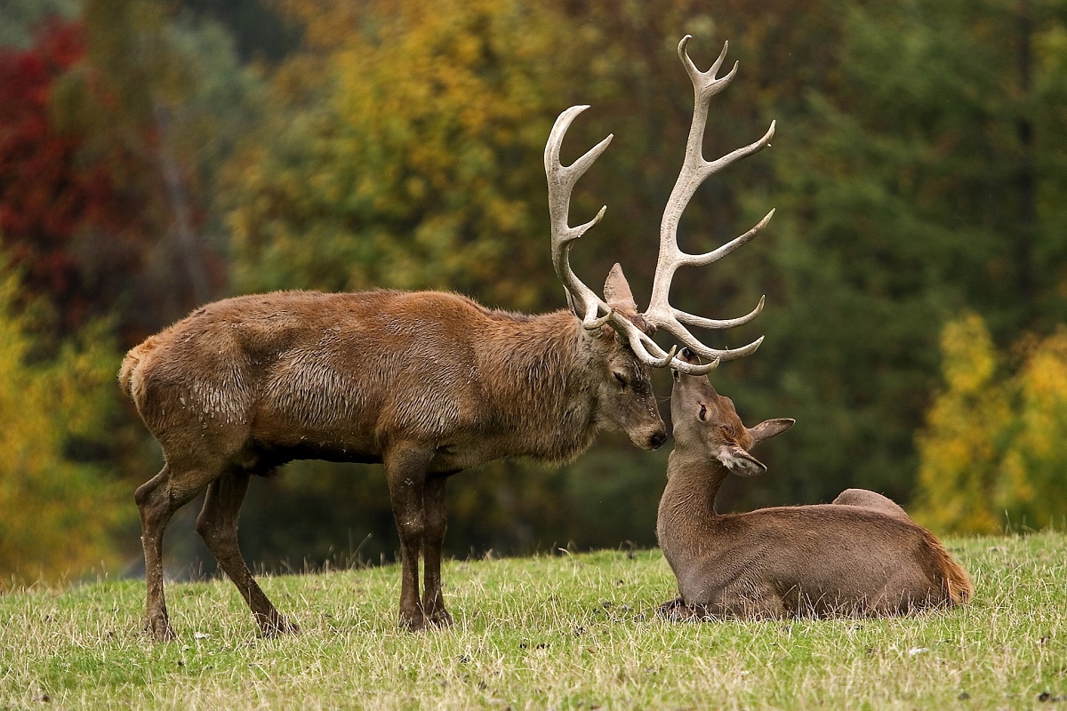 Wildpark Aurach