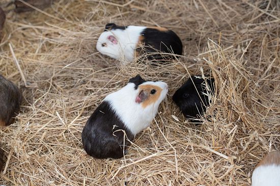 guinea-pig-4366454_1920