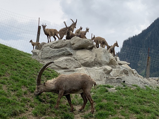 Steinwild Wildpark Aurach