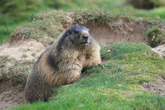 marmot-60172