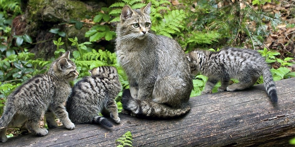 Wildkatzen