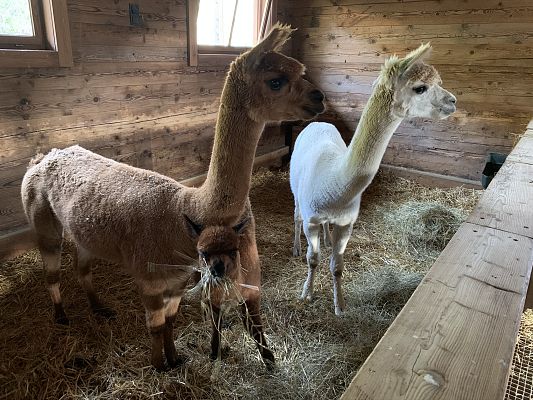 Familie Wildpark Aurach
