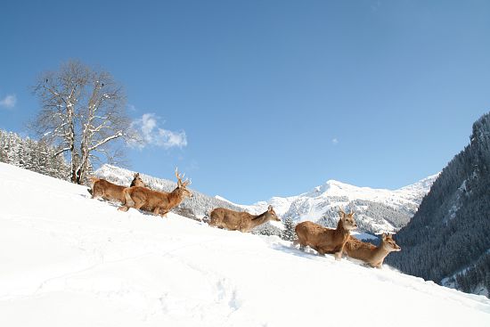 Wildpark Aurach