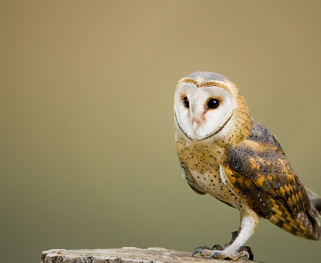 barn-owl-2988291_1920