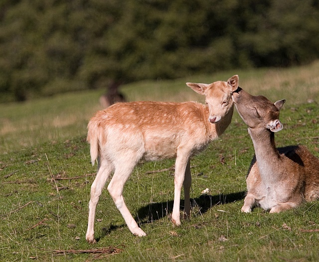 Damwild Wildpark Aurach