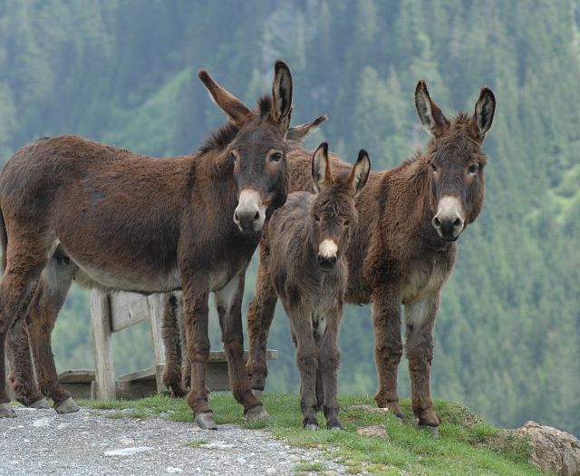 Esel 1 Wildpark Aurach