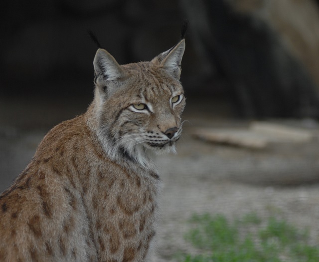 Luchs Wildpark Aurach