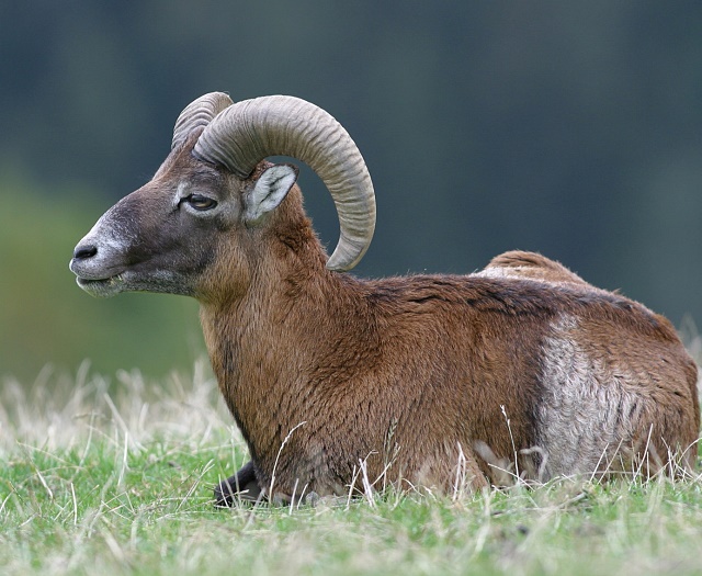 Muffelwild Wildpark Aurach