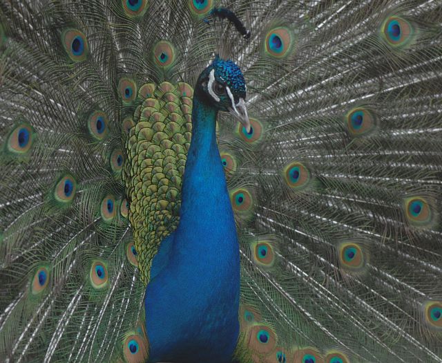 Pfau Wildpark Aurach