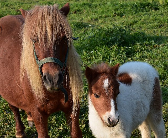 shetland-pony-4126576_1920