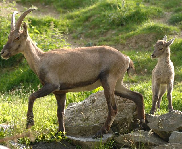 Steinwild Steinbock Wildpark Aurach