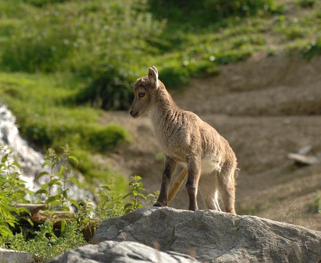 Steinwild Steinbock Wildpark Aurach