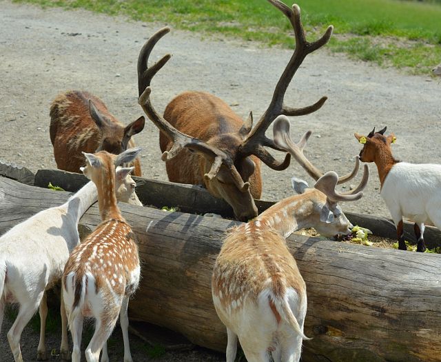 Wildfütterung Wildpark Aurach